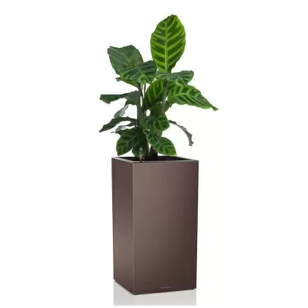 Кашпо Lechuza Canto Column