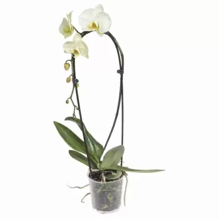 Фаленопсис Грин Драгон каскад 1 ст