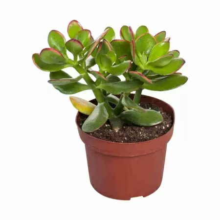 Денежное дерево