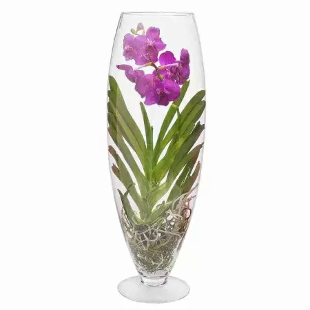 Ванда микс в стекле