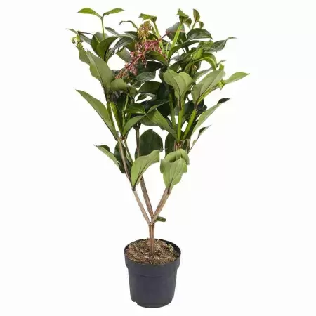 Мединилла Флоринилла Белла