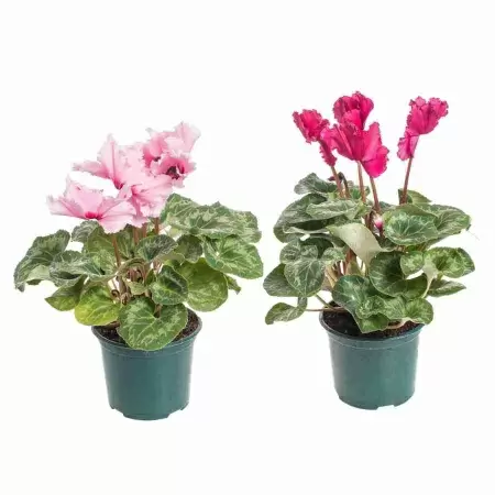 Цикламен Концерто Роуз