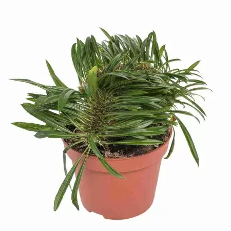 Пахиподиум Ламери Кристаат