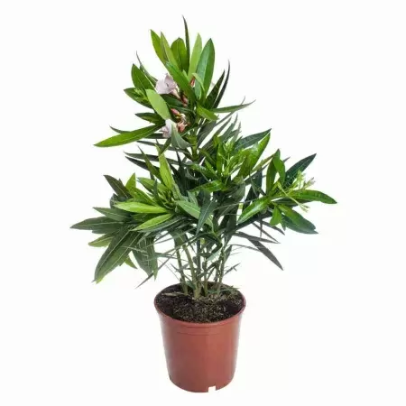 Нериум Олеандер Микс