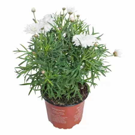 Маргаритка белая