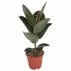 Фикус каучуконосный (эластика) Робуста