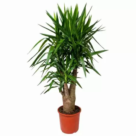 Юкка Разветвленная