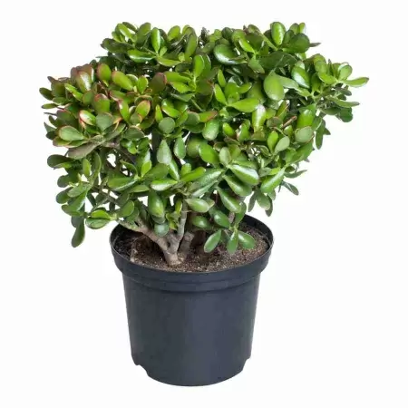 Крассула Овата Минор