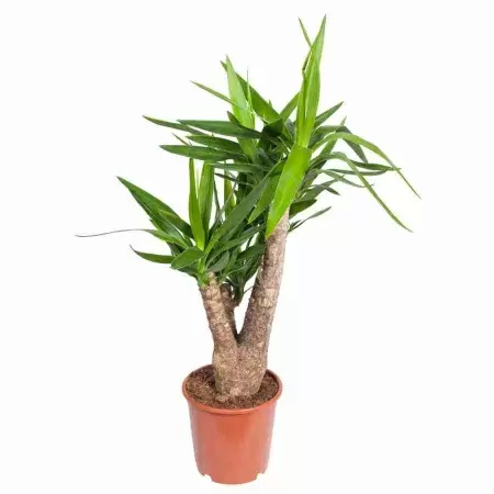 Юкка Разветвленная