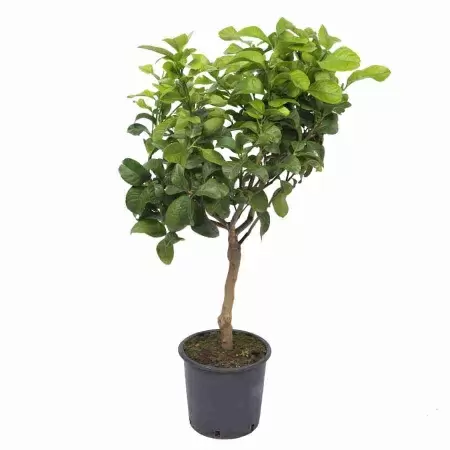 Цитрус Лимон 