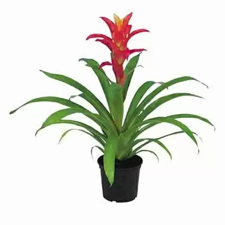 Гузмания Десео Розовая