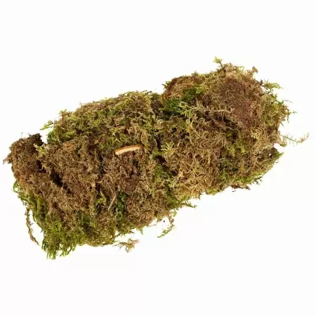 Мох сфагнум