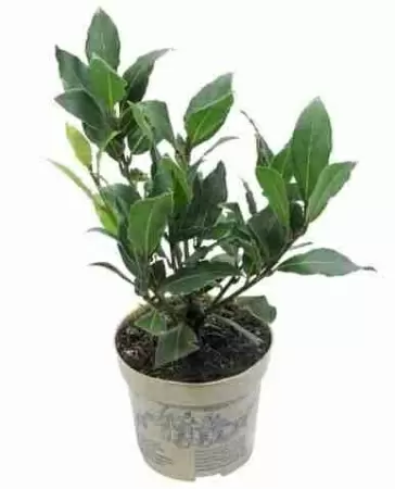 Лавр Благородный Лавр Благородный