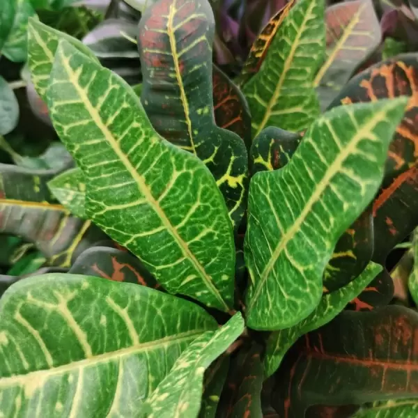 Кротон искусственное дерево