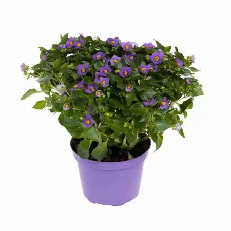 Экзакум Синий карлик Экзакум Синий карлик