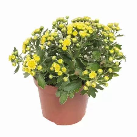 Аджания пацифика желтая Аджания пацифика желтая