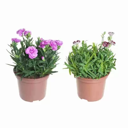 Гвоздика диантус