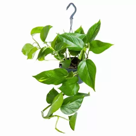 Эпипремнум Ауреум ампельный Эпипремнум Ауреум ампельный