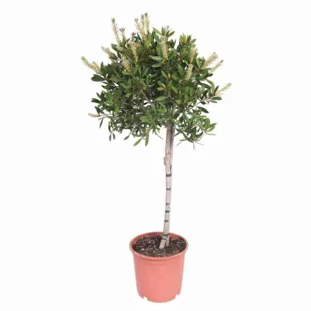 Каллистемон штамбовый