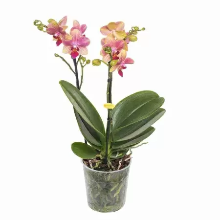 Фаленопсис мультифлора Саммер Сонг