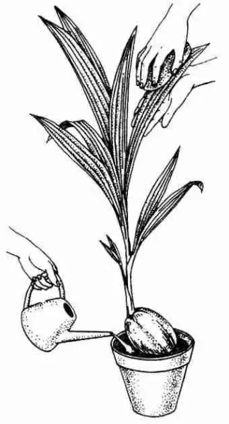 растение пальма Кокос