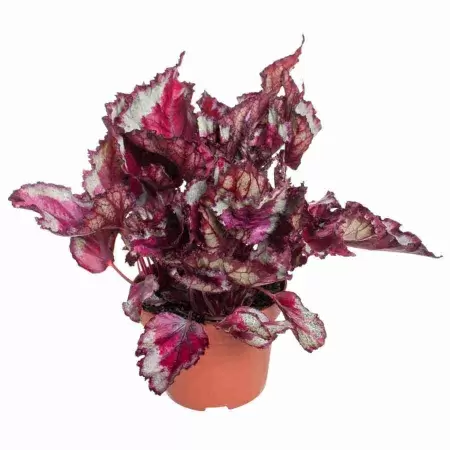 Бегония рекс Спитфаир