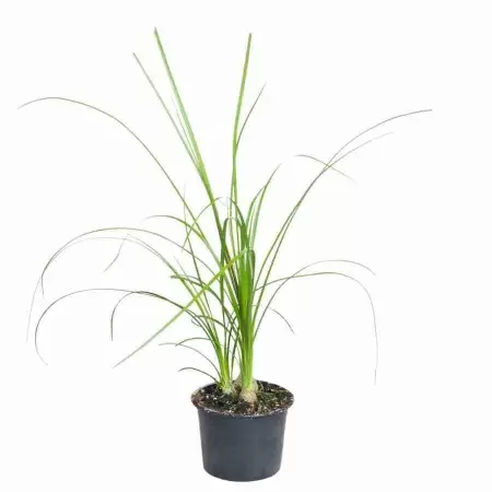 Нолина 3 лук