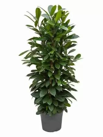 Фикус Циатистипула Разветвленный