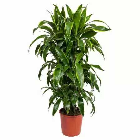 Драцена фрагранс Артуро разветвленная