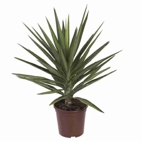 Юкка Джевел Вариегата штамб