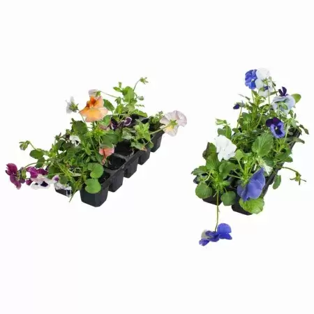 Виола голубая