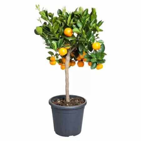 Цитрофортунелла Каламондин