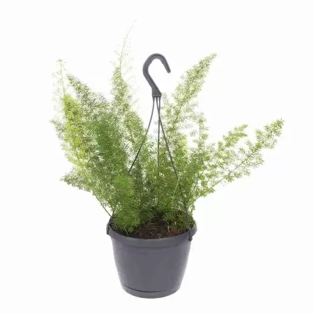 Аспарагус Мейерс