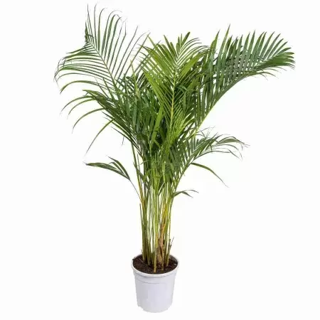 Пальма Арека 