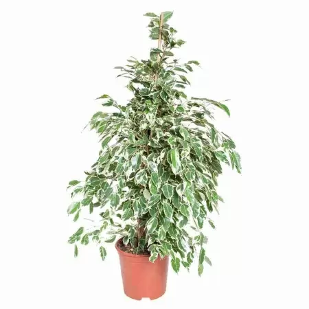 Фикус бенджамина Старлайт