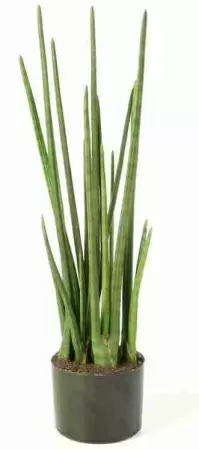 Сансевиерия Цилиндрика