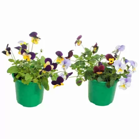 Виола мелкоцветковая