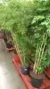 Полисциас Минг  Полисциас Минг  фото