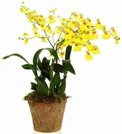 Онцидиум Желтый 1 ствол