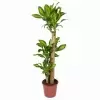 Драцена фрагранс Массанжеана 3 ст