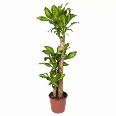 Драцена фрагранс Массанжеана 3 ст