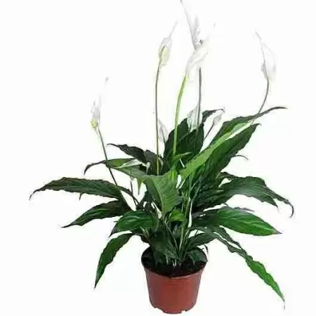 Спатифиллум Свит Лауретта