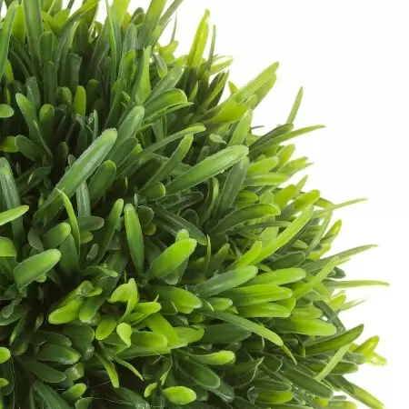 Самшит в кашпо