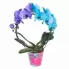 Фаленопсис Пурпурный+Голубой 2 ст обод