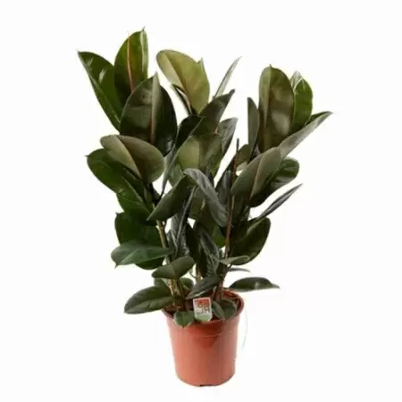 Фикус каучуконосный (эластика) Робуста 3 ст