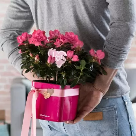 Кашпо Lechuza Cube Glossy Kiss Кашпо Lechuza Cube Glossy Kiss