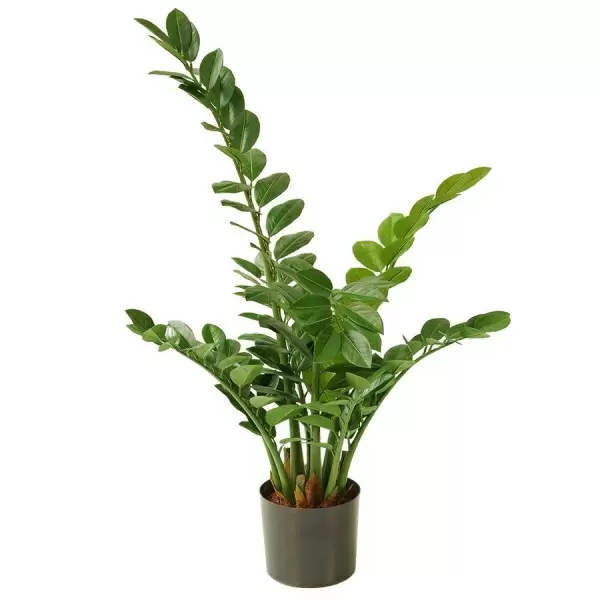 Замиокулькас искусственный