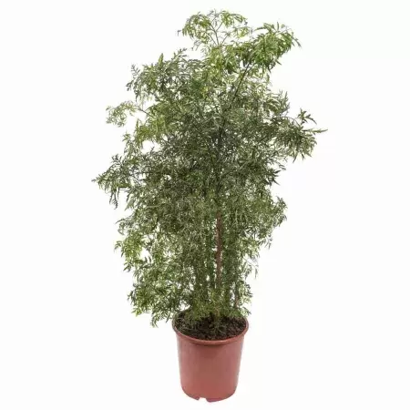 Полисциас Минг 