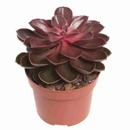 Эхеверия Меджик Парел