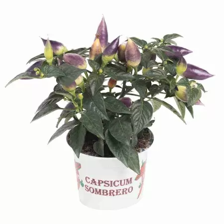 Капсикум Акапулько пурпурный